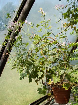 Regal Storksbill