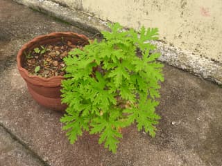 Rose Geranium