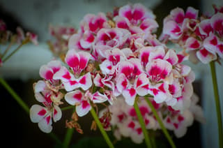 Garden Geranium