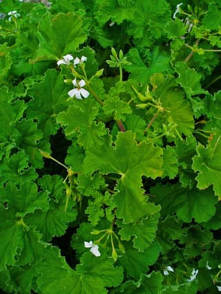 Æblepelargonie