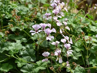 Ivy Geranium