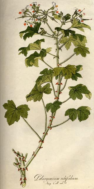 Aalbesbladige pelargonium