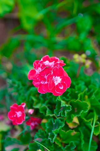 Horseshoe Geranium