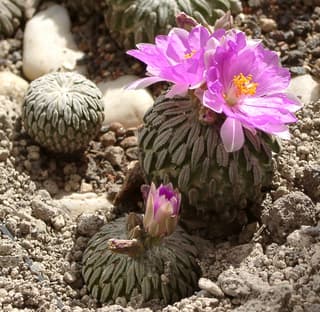 Hatchet Cactus