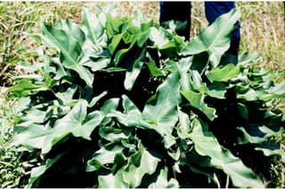 Arum Flecha Verde