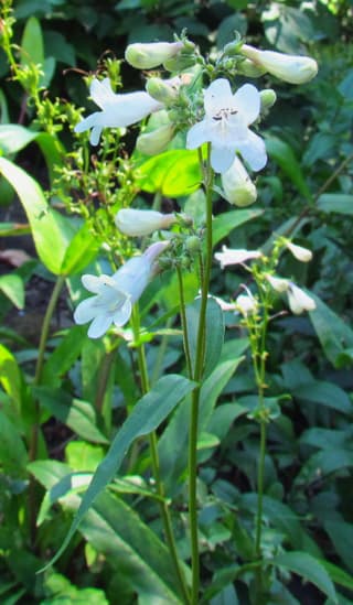 Penstemon blanco
