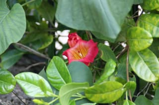 hammock viper's-tail