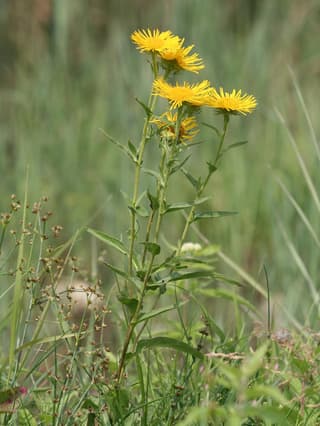 Inula-britânica