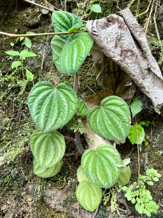 Peperomia Piccolo Banda