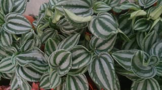 Peperomia melancia