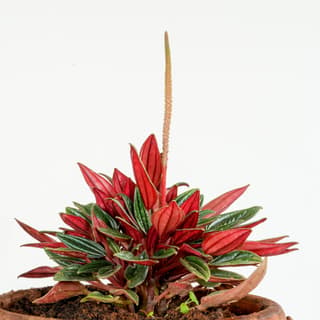 Peperomia Rosso