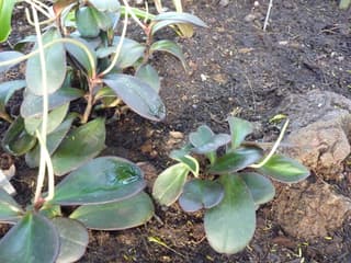 Peperômia-tricolor
