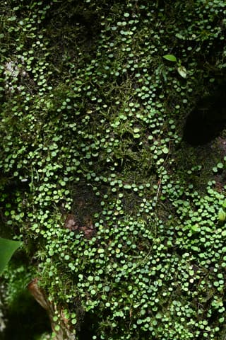 Miniature Peperomia