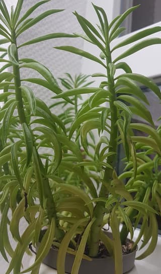 Peperomia Frijolito Feliz