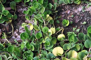 Peperomia