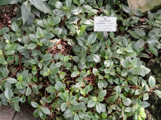 Peperomia trepadora