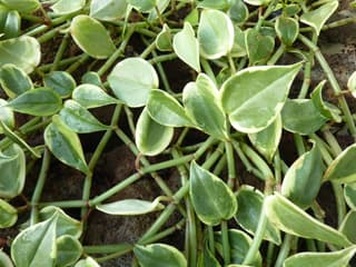 Cupid Peperomia
