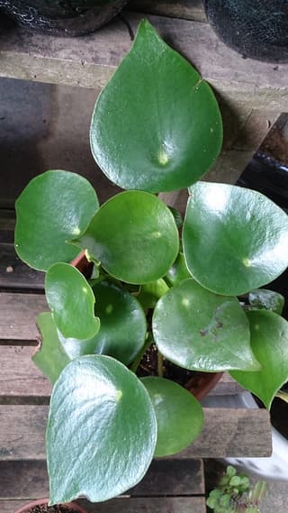 Peperomia Gota de Chuva