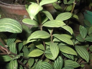 Parallel Peperomia