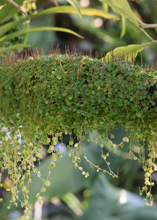 Trailing Jade