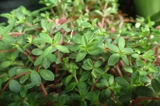 Itsy bitsy peperomia