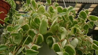 Cupid Peperomia