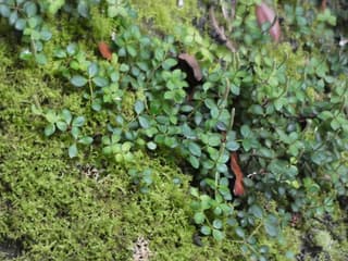 Acorn peperomia