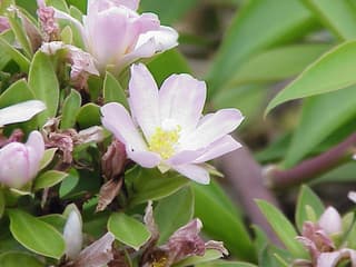 Cactus Rosa