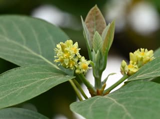 Avocado Tree