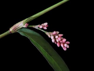 Smartweed