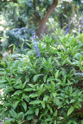 Sandpaper Vine