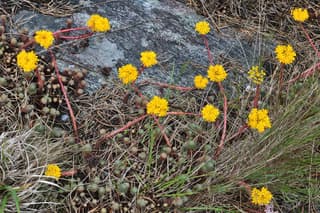 Petrosedum-de-Forster