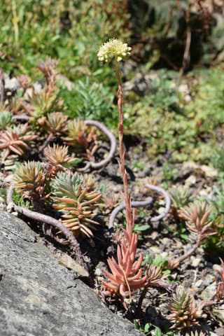 Sedum-pálido