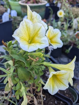 Garden Petunia