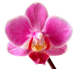 Orquídea-borboleta