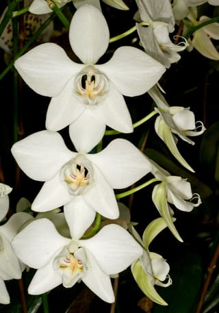 Orquídea mariposa