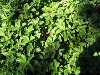 Sedum de Kamchatka
