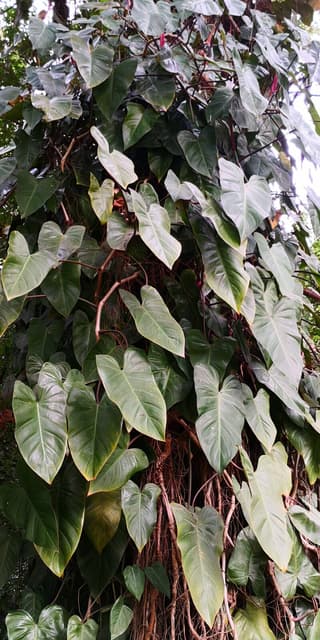 Filodendro Imperial Verde