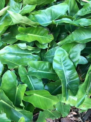 Filodendro de Burle Marx