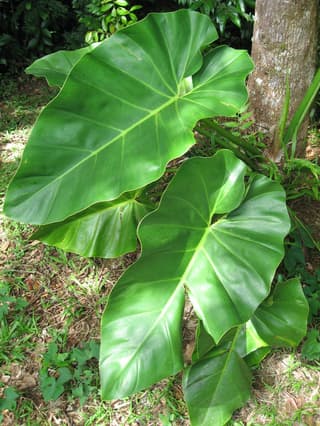 Riesen-Philodendron