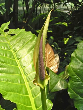 Filodendron Imperial Red