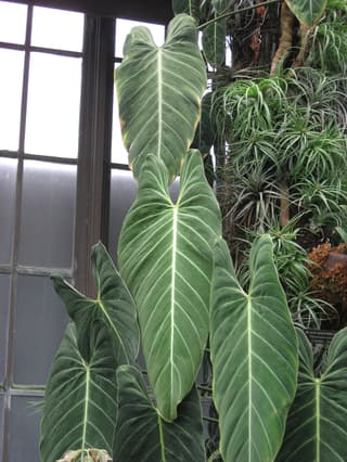 Filodendro Oro Nero