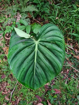 Filodendro de Pastaza