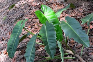 Pfeilblatt-Philodendron