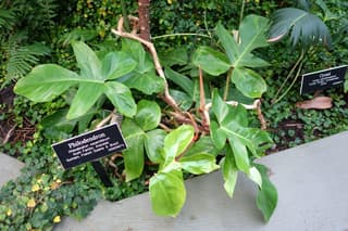 Schuppen-Philodendron