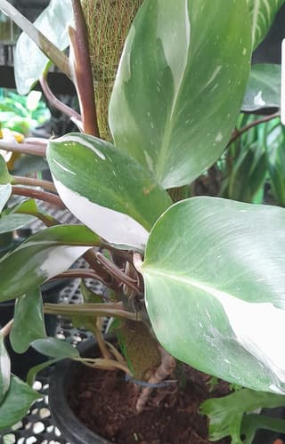 Filodendron White Knight
