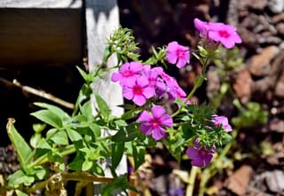Flox de Drummond