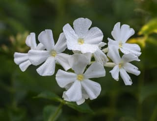 Garden Phlox
