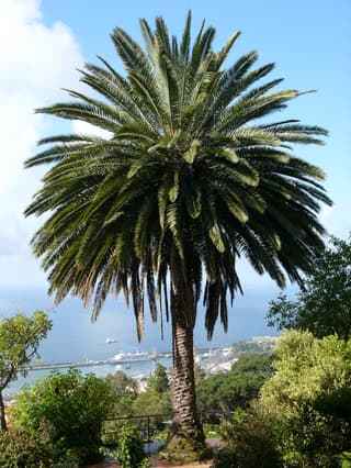 Canary Island Date Palm