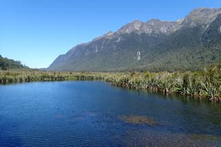 Linho-da-Nova-Zelândia